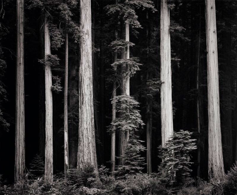 Redwoods,-Bull-Creek-Flat,-California,-1960,-Ansel-Adams