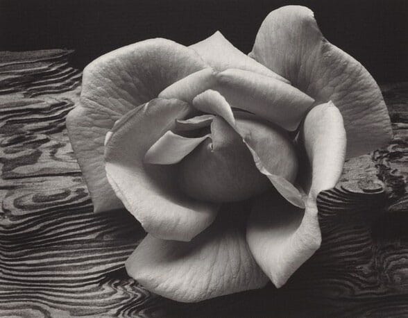 Rose-and-Driftwood,-San-Francisco,-California,-1932,-Ansel-Adams