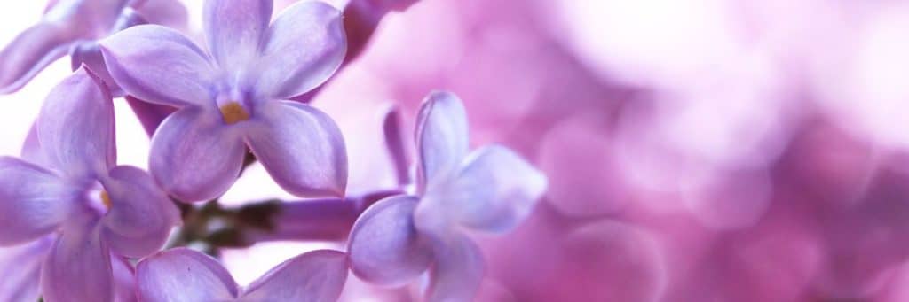 color-lilac-symbology