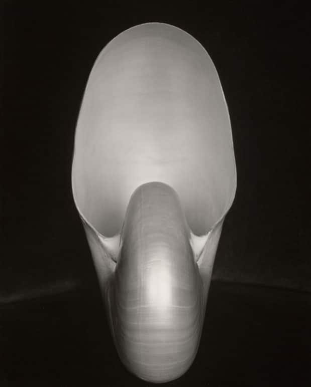 shell-edward-weston